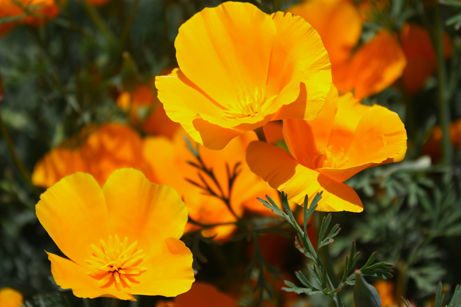 Managing Innovation and the California Poppy – Barnes & Conti Blog