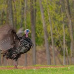 Wild Turkey (meleagris Gallopavo)