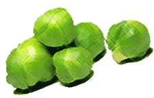 Brussel Sprouts