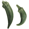 Okra